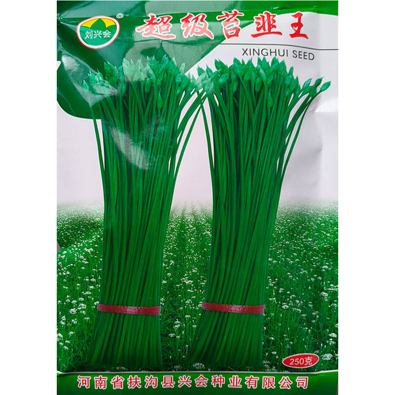 【新育苔韭王种子】 耐热耐寒 四季苔韭 一次种植多年采收 香品种