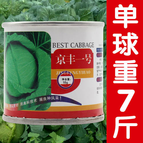 高产甘蓝种子圆白菜大面积种植