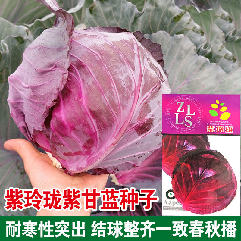 紫玲珑紫甘蓝种子紫辉种籽紫甘兰结球包心菜春季秋季四季抗病日本
