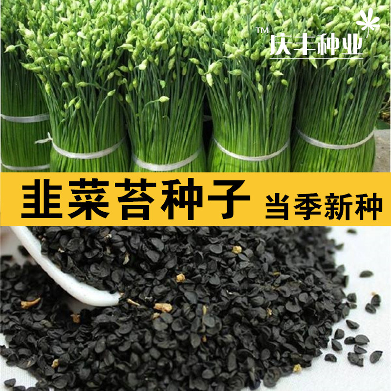 中华苔韭种子韭苔种籽抽薹快韭菜蔬菜种籽多年生春季秋耐寒高产