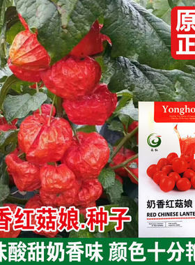 奶香红姑娘果种子果酸甜可口
