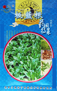 18元包邮 板蓝根种子 大青根阳台庭院盆栽种植四季播易种草药种子