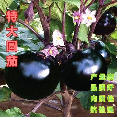 蔬菜特大四季高产圆茄子