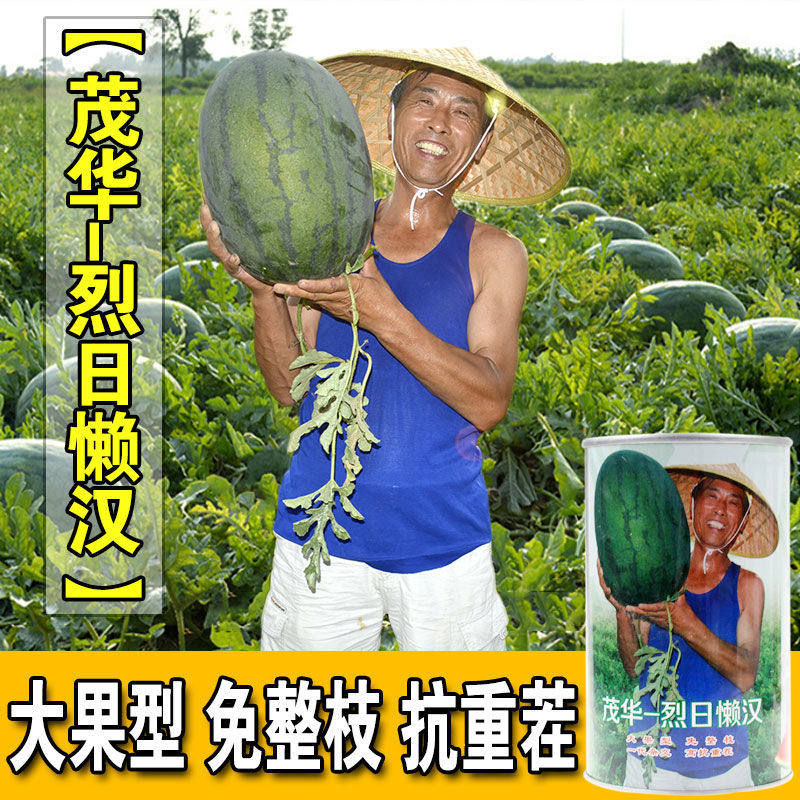 烈日懒汉西瓜种子中早熟耐旱抗裂抗重茬超大果型抗病超甜西瓜种籽