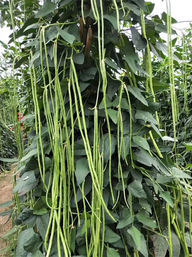 Семена бобов вины Зеленая фасоль, зеленая фасоль, зеленая фасоль, весна, лето, осень, высокая устойчивость к болезни и устойчивость к болезням