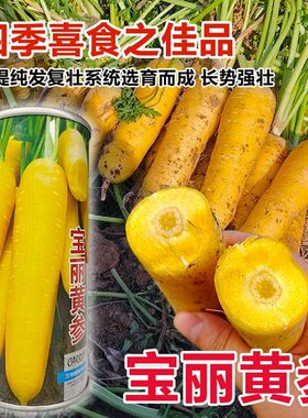 齐头黄胡萝卜种子生吃黄色水果萝卜种籽农家菜园庭院秋季蔬菜种孑