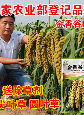 抗倒伏杂交高产春季种子送除草剂
