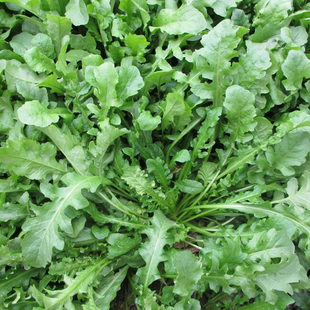 荠菜种子大全农家四季 大叶春野菜种籽食用盆栽荠菜种孑青菜籽秋冬