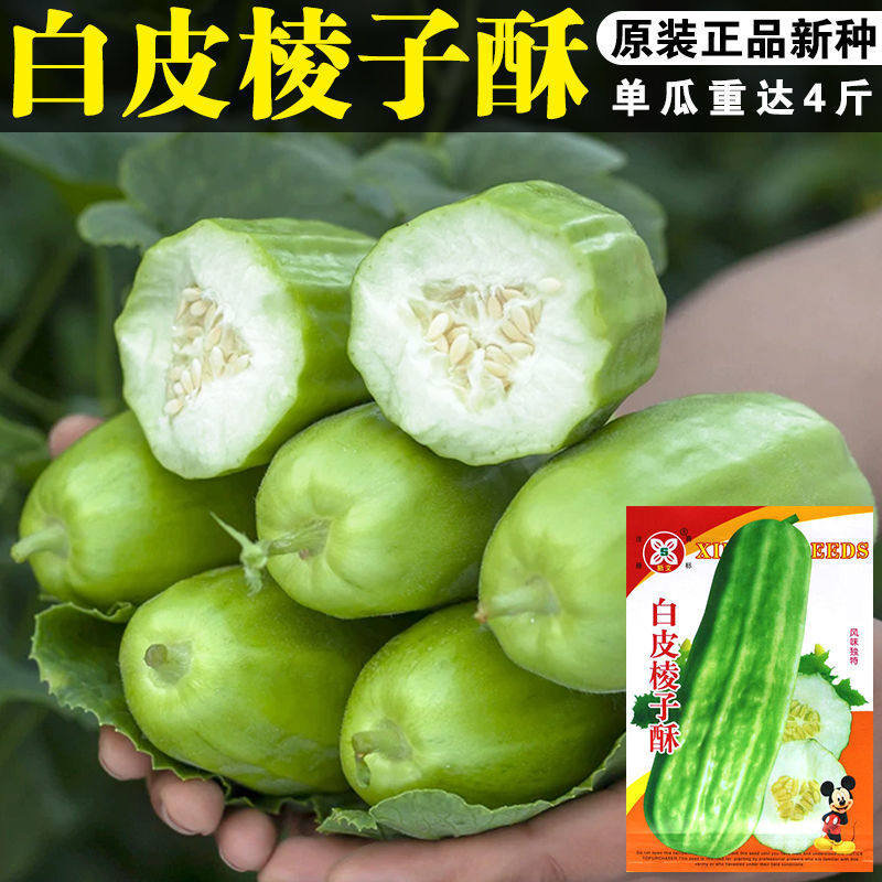 长酥瓜种子春季特大八棱脆瓜长菜瓜甜瓜阳台庭院种植 易坐果 水果