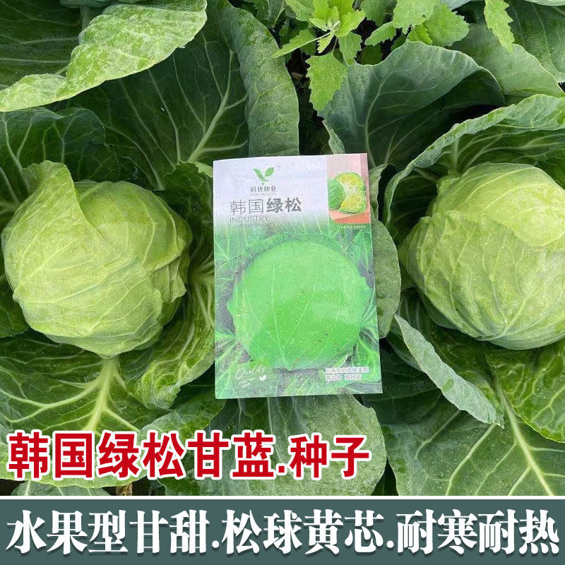 韩国绿松甘蓝种子水果甘兰种籽包心松软蔬菜沙拉大头菜春季秋季