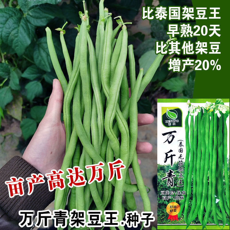 泰国无筋架豆王豆角种子无丝豆特长芸豆种籽四季豆春秋蔬菜种孑
