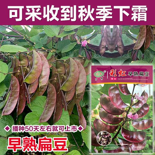 可以从春摘到秋非常高产的眉豆