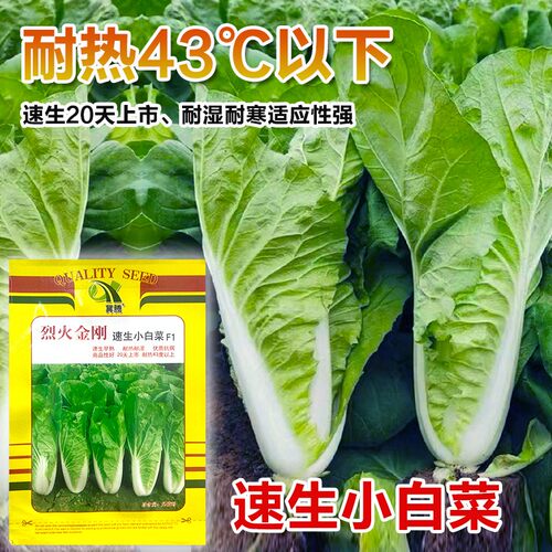 四季奶油快菜种子小白菜菜籽