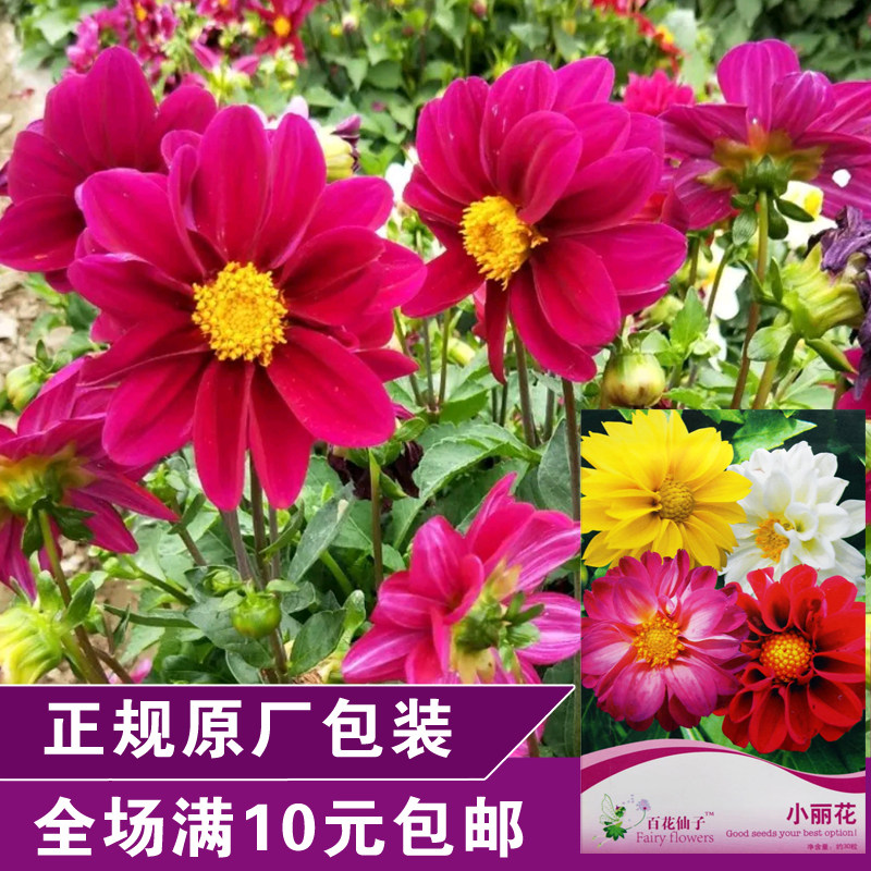 香草花卉花种子大丽花迷你小丽花超易种混色新手可选四季阳台盆栽