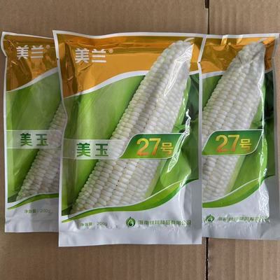 20玉米种子加甜糯玉米高产矮杆