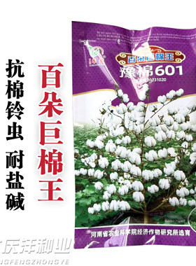 豫棉508棉花种子抗虫免整枝