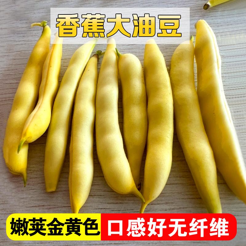 正宗豆角豇豆蔬菜籽黄金钩油豆种子早熟黄豆东北架芸豆春秋季大田