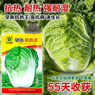 夏阳大白菜种子夏天种的菜50天早熟抗热耐高温夏季蔬菜种籽孑盆栽