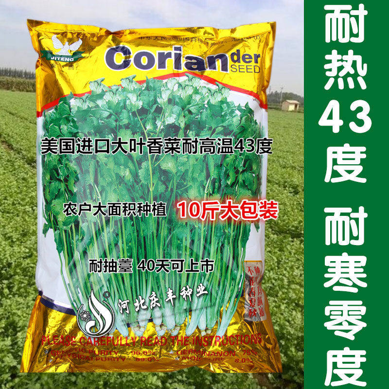 美国进口耐热香菜种子 大田 高产耐抽薹耐热43度 农户大面积种植