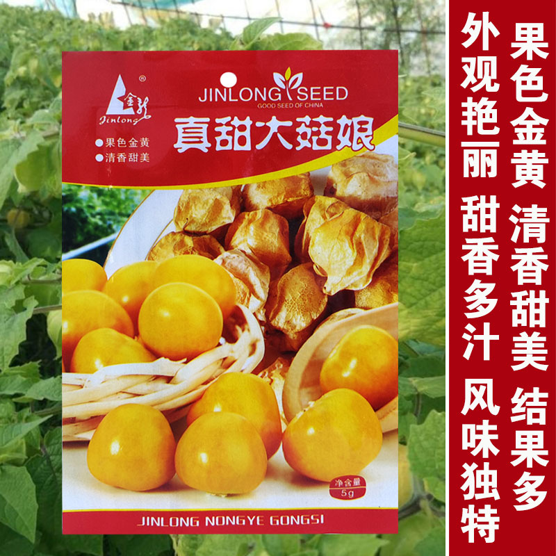 菇娘种子盆栽灯笼果籽东北农家