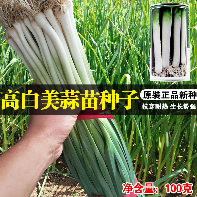 进口蒜苗种子 韭葱种子 海蒜种子青蒜种子特殊芳香味道四季种蔬菜