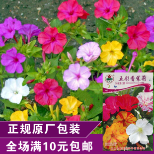 原装彩包家居盆栽花草种子阳台观花 蒲包花 菊花 五彩香茉莉种子
