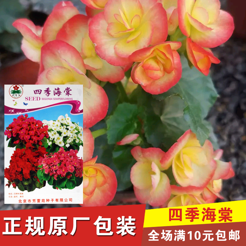 四季海棠花种子 家庭阳台盆栽易种花籽 四季播种秋播海棠花草种子