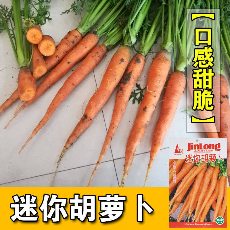 迷你胡萝卜种子手指胡萝卜拇指进口秋季四季播盆栽小蔬菜水果农家