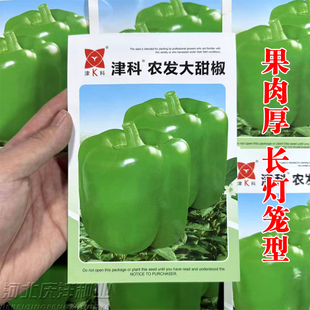 津科农发大甜椒种子果肉脆甜长灯笼形蔬菜种子菜辣椒种子籽大果型