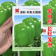 津科农发大甜椒种子果肉脆甜长灯笼形蔬菜种子菜辣椒种子籽大果型