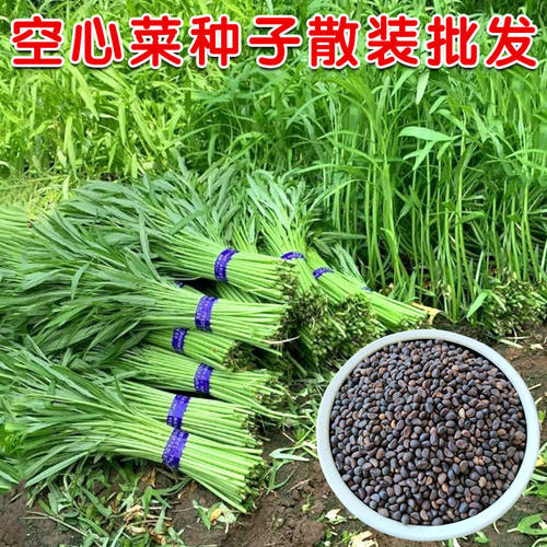 小叶蕹菜圆叶春播柳叶空心菜