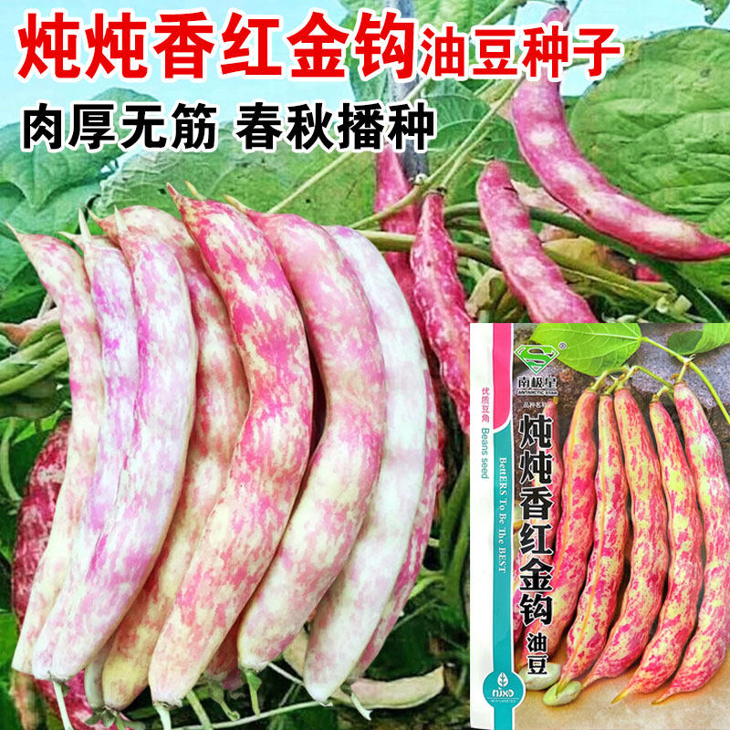 东北红金钩油豆种子春秋季四季豆角种籽黄金勾芸豆种孑蔬菜种子