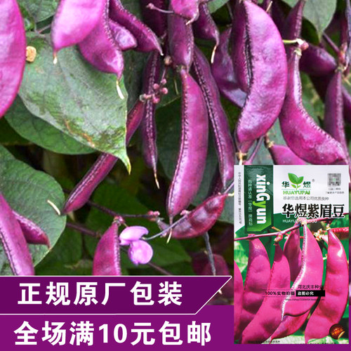 紫扁豆菜园四季高产早熟种子