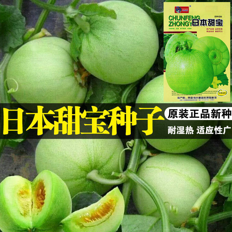 日本甜宝甜瓜种子薄皮香瓜种籽四季播高产大田基地瓜果蔬菜种孑