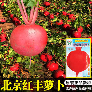 大红丰萝卜种子 皮细红色肉白 生吃较佳优质老北京大红萝卜 水果