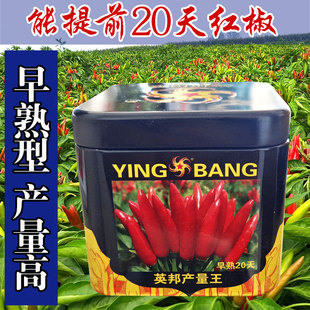英邦产量王辣椒种子簇生辣椒籽植株粗壮干椒型优美座果快春季易