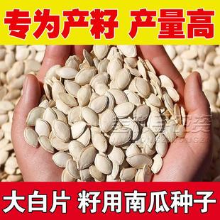 多籽南瓜种子种籽专门产籽高产食用籽用西葫芦片大粒多白瓜子种