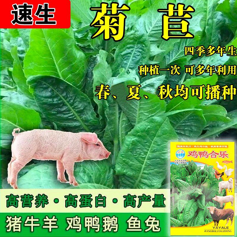 进口大叶菊苣草种籽多年生牧草种子四季养殖猪鸭鹅鸡兔牛羊猪草孑