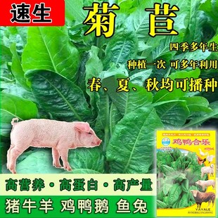 进口大叶菊苣草种籽多年生牧草种子四季养殖猪鸭鹅鸡兔牛羊猪草孑