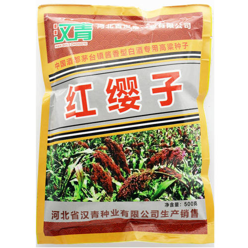 红缨子矮杆高粱种子高产早熟抗旱