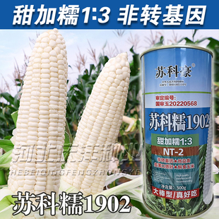苏科糯1902白甜糯玉米种子矮杆大棒玉米种籽春秋高产抗病香甜玉米