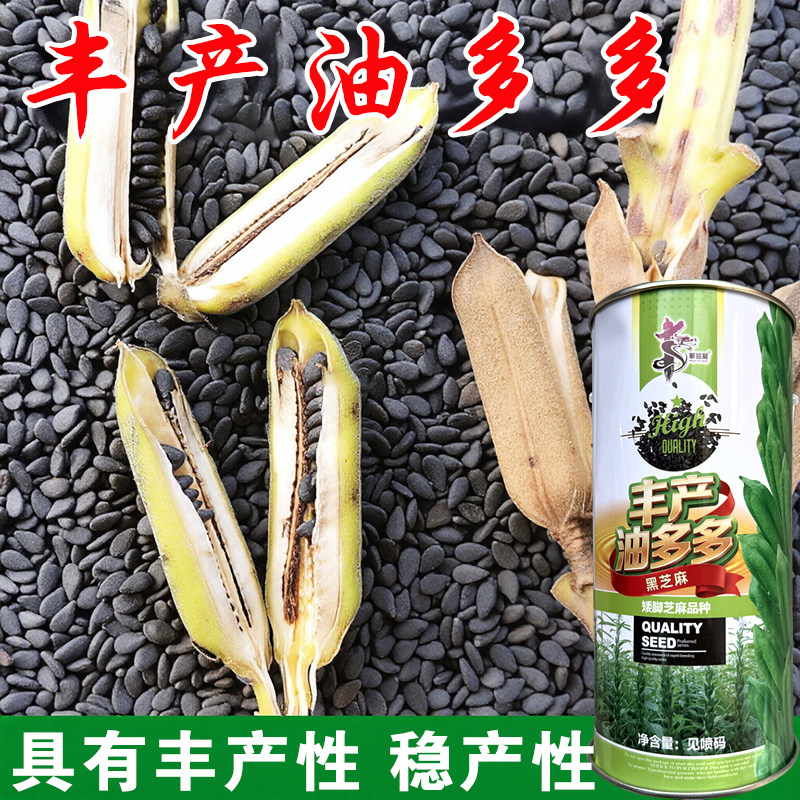 黑芝麻抗病率高大田四棱种子图片