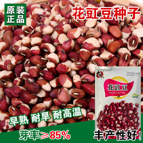 大志高产抗病强春秋早熟花豇豆