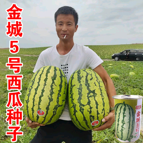金城5号耐重茬懒汉四季西瓜种子