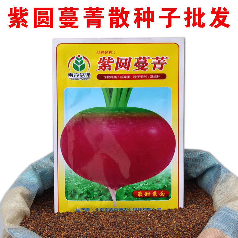 蔬菜种子散籽 紫圆蔓菁 圆根盘菜 芜菁种子 家庭菜园种植散装菜籽