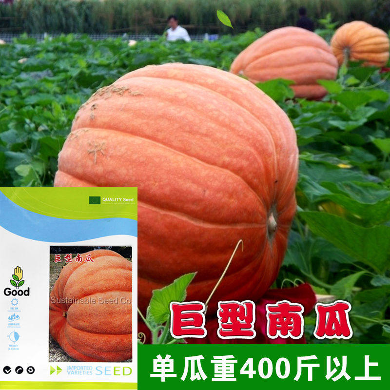 进口巨型南瓜种子美国特大巨型南瓜400斤春播高产食用瓜庭院观赏