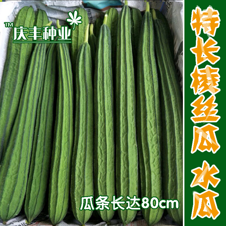 水丝瓜种子农家特菜棱瓜种子棱丝瓜种籽四季丝瓜春季蔬菜种孑爬藤