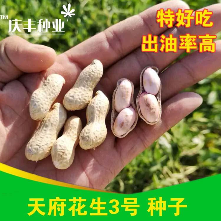 四粒红花生种子小白沙花生籽天府三号高出油率花生种子榨油特好吃