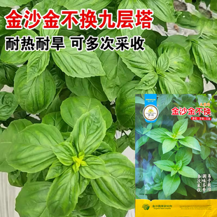 金沙金不换香罗勒种子四季播甜香罗勒种籽苗阳台盆栽蔬菜种孑