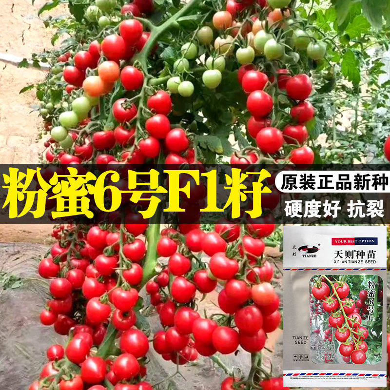 进口樱桃番茄种子高产小西红柿种籽圣女果粉果超甜